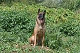 MALINOIS 933